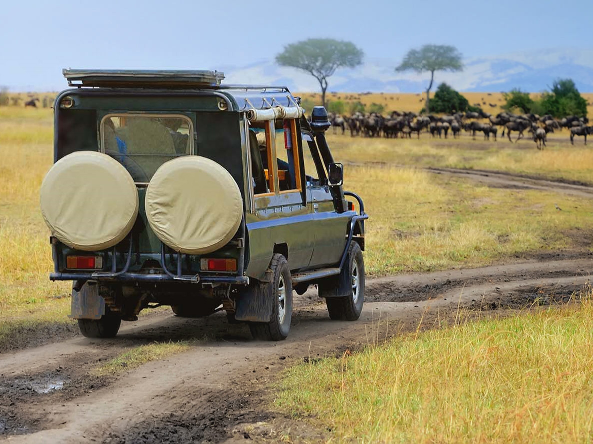 A jeep drives along a safari path